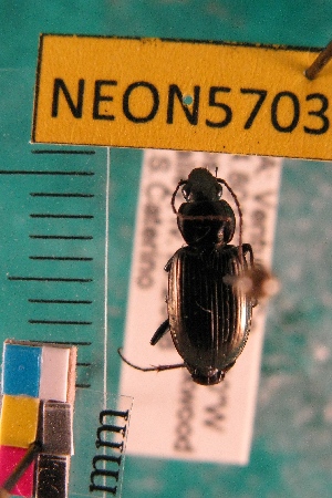  ( - NEONTcarabid5703)  @13 [ ] Copyright (2012) Barton, M National Ecological Observatory Network (NEON) http://www.neoninc.org/content/copyright