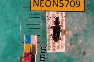  ( - NEONTcarabid5709)  @11 [ ] Copyright (2012) Barton, M National Ecological Observatory Network (NEON) http://www.neoninc.org/content/copyright
