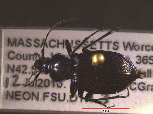  ( - NEONTcarabid1706)  @12 [ ] Copyright (2010) Blevins, KK and Travers, PD National Ecological Observatory Network (NEON) http://www.neoninc.org/content/copyright