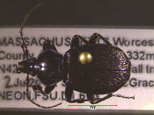  ( - NEONTcarabid1708)  @13 [ ] Copyright (2010) Blevins, KK and Travers, PD National Ecological Observatory Network (NEON) http://www.neoninc.org/content/copyright