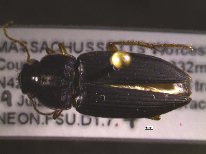  ( - NEONTcarabid1824)  @13 [ ] Copyright (2010) Blevins, KK and Travers, PD National Ecological Observatory Network (NEON) http://www.neoninc.org/content/copyright