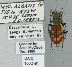  ( - NEONTcarabid5306)  @11 [ ] CreativeCommons - Attribution Non-Commercial Share-Alike (2011) Moore, W University of Arizona Insect Collection