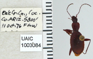  ( - NEONTcarabid5290)  @11 [ ] CreativeCommons - Attribution Non-Commercial Share-Alike (2011) Moore, W University of Arizona Insect Collection