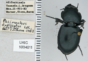  ( - NEONTcarabid4732)  @12 [ ] CreativeCommons - Attribution Non-Commercial Share-Alike (2011) Moore, W University of Arizona Insect Collection