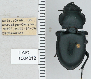  ( - NEONTcarabid4733)  @11 [ ] CreativeCommons - Attribution Non-Commercial Share-Alike (2011) Moore, W University of Arizona Insect Collection