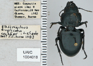  ( - NEONTcarabid4734)  @11 [ ] CreativeCommons - Attribution Non-Commercial Share-Alike (2011) Moore, W University of Arizona Insect Collection
