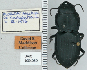  ( - NEONTcarabid4735)  @11 [ ] CreativeCommons - Attribution Non-Commercial Share-Alike (2011) Moore, W University of Arizona Insect Collection