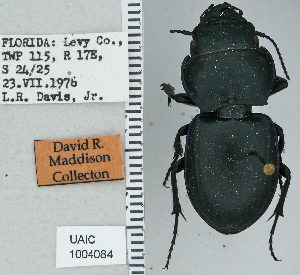  ( - NEONTcarabid4736)  @11 [ ] CreativeCommons - Attribution Non-Commercial Share-Alike (2011) Moore, W University of Arizona Insect Collection