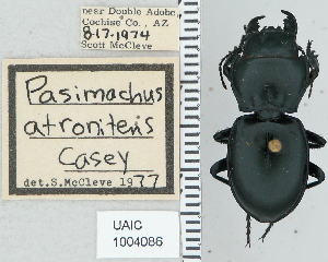  ( - NEONTcarabid4737)  @11 [ ] CreativeCommons - Attribution Non-Commercial Share-Alike (2011) Moore, W University of Arizona Insect Collection