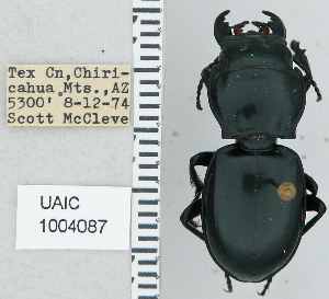  ( - NEONTcarabid4738)  @11 [ ] CreativeCommons - Attribution Non-Commercial Share-Alike (2011) Moore, W University of Arizona Insect Collection