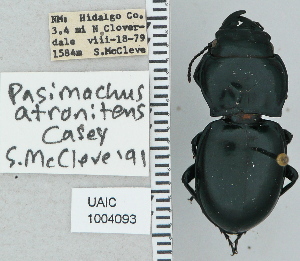  ( - NEONTcarabid4739)  @11 [ ] CreativeCommons - Attribution Non-Commercial Share-Alike (2011) Moore, W University of Arizona Insect Collection
