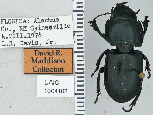 ( - NEONTcarabid4744)  @13 [ ] CreativeCommons - Attribution Non-Commercial Share-Alike (2011) Moore, W University of Arizona Insect Collection