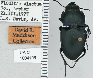  ( - NEONTcarabid4745)  @11 [ ] CreativeCommons - Attribution Non-Commercial Share-Alike (2011) Moore, W University of Arizona Insect Collection