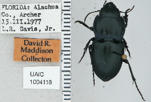  ( - NEONTcarabid4746)  @11 [ ] CreativeCommons - Attribution Non-Commercial Share-Alike (2011) Moore, W University of Arizona Insect Collection