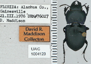  ( - NEONTcarabid4747)  @11 [ ] CreativeCommons - Attribution Non-Commercial Share-Alike (2011) Moore, W University of Arizona Insect Collection