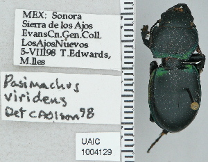  ( - NEONTcarabid4748)  @11 [ ] CreativeCommons - Attribution Non-Commercial Share-Alike (2011) Moore, W University of Arizona Insect Collection