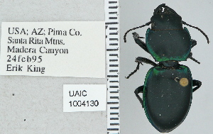  (Pasimachus viridans - NEONTcarabid4749)  @13 [ ] CreativeCommons - Attribution Non-Commercial Share-Alike (2011) Moore, W University of Arizona Insect Collection