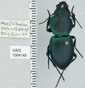 ( - NEONTcarabid4750)  @13 [ ] CreativeCommons - Attribution Non-Commercial Share-Alike (2011) Moore, W University of Arizona Insect Collection