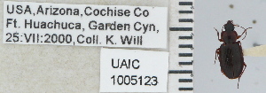  ( - NEONTcarabid5270)  @12 [ ] CreativeCommons - Attribution Non-Commercial Share-Alike (2011) Moore, W University of Arizona Insect Collection