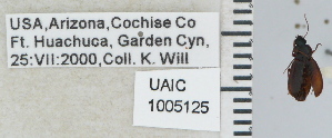  ( - NEONTcarabid5272)  @12 [ ] CreativeCommons - Attribution Non-Commercial Share-Alike (2011) Moore, W University of Arizona Insect Collection