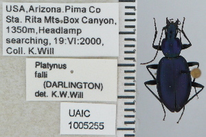  ( - NEONTcarabid5285)  @12 [ ] CreativeCommons - Attribution Non-Commercial Share-Alike (2011) Moore, W University of Arizona Insect Collection