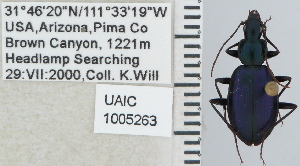  ( - NEONTcarabid5287)  @13 [ ] CreativeCommons - Attribution Non-Commercial Share-Alike (2011) Moore, W University of Arizona Insect Collection