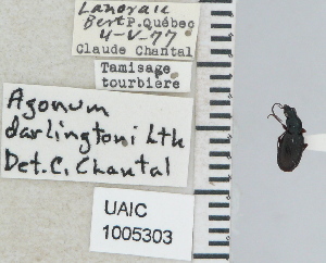  ( - NEONTcarabid4643)  @11 [ ] CreativeCommons - Attribution Non-Commercial Share-Alike (2011) Moore, W University of Arizona Insect Collection
