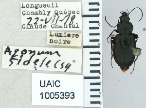  ( - NEONTcarabid4662)  @11 [ ] CreativeCommons - Attribution Non-Commercial Share-Alike (2011) Moore, W University of Arizona Insect Collection