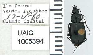  ( - NEONTcarabid4663)  @11 [ ] CreativeCommons - Attribution Non-Commercial Share-Alike (2011) Moore, W University of Arizona Insect Collection