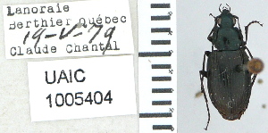  ( - NEONTcarabid4665)  @12 [ ] CreativeCommons - Attribution Non-Commercial Share-Alike (2011) Moore, W University of Arizona Insect Collection