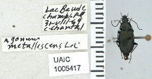  ( - NEONTcarabid4666)  @14 [ ] CreativeCommons - Attribution Non-Commercial Share-Alike (2011) Moore, W University of Arizona Insect Collection
