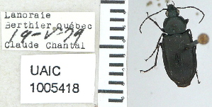  ( - NEONTcarabid4667)  @12 [ ] CreativeCommons - Attribution Non-Commercial Share-Alike (2011) Moore, W University of Arizona Insect Collection