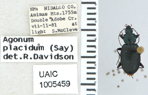  ( - NEONTcarabid4670)  @11 [ ] CreativeCommons - Attribution Non-Commercial Share-Alike (2011) Moore, W University of Arizona Insect Collection