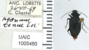  ( - NEONTcarabid4673)  @11 [ ] CreativeCommons - Attribution Non-Commercial Share-Alike (2011) Moore, W University of Arizona Insect Collection