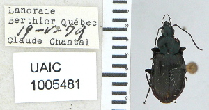  ( - NEONTcarabid4674)  @12 [ ] CreativeCommons - Attribution Non-Commercial Share-Alike (2011) Moore, W University of Arizona Insect Collection