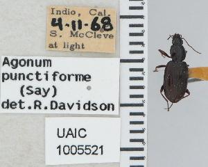  ( - NEONTcarabid4679)  @11 [ ] CreativeCommons - Attribution Non-Commercial Share-Alike (2011) Moore, W University of Arizona Insect Collection