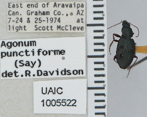  ( - NEONTcarabid4678)  @11 [ ] CreativeCommons - Attribution Non-Commercial Share-Alike (2011) Moore, W University of Arizona Insect Collection