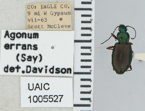  ( - NEONTcarabid4680)  @11 [ ] CreativeCommons - Attribution Non-Commercial Share-Alike (2011) Moore, W University of Arizona Insect Collection