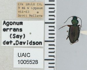  ( - NEONTcarabid4681)  @11 [ ] CreativeCommons - Attribution Non-Commercial Share-Alike (2011) Moore, W University of Arizona Insect Collection