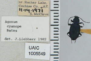  ( - NEONTcarabid4682)  @11 [ ] CreativeCommons - Attribution Non-Commercial Share-Alike (2011) Moore, W University of Arizona Insect Collection
