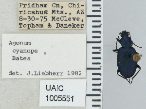  ( - NEONTcarabid4684)  @11 [ ] CreativeCommons - Attribution Non-Commercial Share-Alike (2011) Moore, W University of Arizona Insect Collection