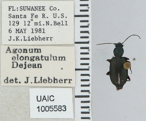  ( - NEONTcarabid4688)  @11 [ ] CreativeCommons - Attribution Non-Commercial Share-Alike (2011) Moore, W University of Arizona Insect Collection