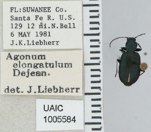  ( - NEONTcarabid4689)  @11 [ ] CreativeCommons - Attribution Non-Commercial Share-Alike (2011) Moore, W University of Arizona Insect Collection