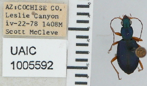  ( - NEONTcarabid4690)  @11 [ ] CreativeCommons - Attribution Non-Commercial Share-Alike (2011) Moore, W University of Arizona Insect Collection