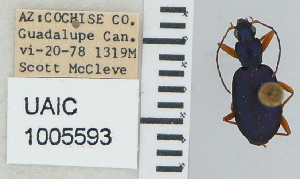  ( - NEONTcarabid4691)  @11 [ ] CreativeCommons - Attribution Non-Commercial Share-Alike (2011) Moore, W University of Arizona Insect Collection