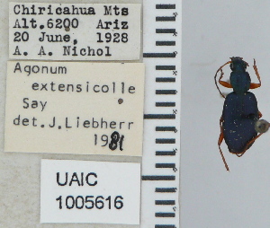  ( - NEONTcarabid4692)  @11 [ ] CreativeCommons - Attribution Non-Commercial Share-Alike (2011) Moore, W University of Arizona Insect Collection