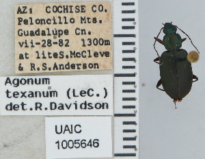 ( - NEONTcarabid4696)  @11 [ ] CreativeCommons - Attribution Non-Commercial Share-Alike (2011) Moore, W University of Arizona Insect Collection