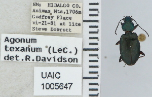 ( - NEONTcarabid4697)  @11 [ ] CreativeCommons - Attribution Non-Commercial Share-Alike (2011) Moore, W University of Arizona Insect Collection