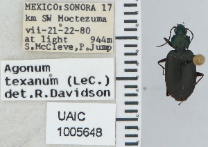  ( - NEONTcarabid4698)  @11 [ ] CreativeCommons - Attribution Non-Commercial Share-Alike (2011) Moore, W University of Arizona Insect Collection
