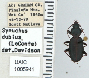  ( - NEONTcarabid4624)  @11 [ ] CreativeCommons - Attribution Non-Commercial Share-Alike (2011) Moore, W University of Arizona Insect Collection